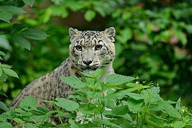 《JOJO群星之战R》DLC角色Wonder of U公布